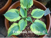 Hosta 